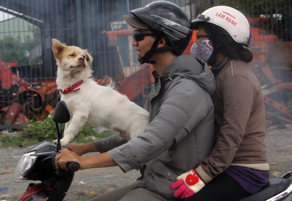 یک سگ با خانواده در شهر هوشی مین، ویتنام، سوار بر موتور اسکوتر. - اسپوتنیک افغانستان  