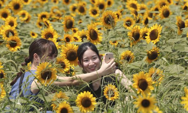 بازدیدکنندگان در مزرعه ای با گل های آفتابگردان در پارک یوکوسوکا در نزدیکی توکیو سلفی می گیرند. - اسپوتنیک افغانستان  