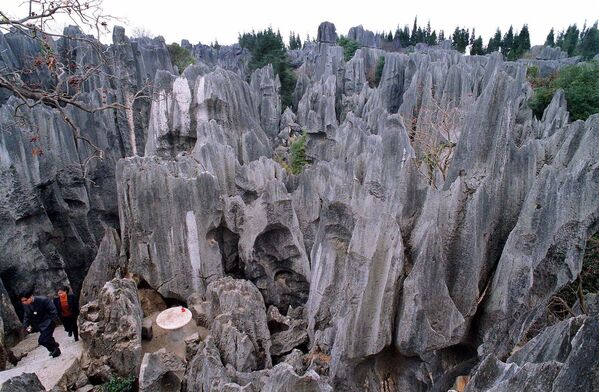  جنگل سنگ در یوننان چینجنگل سنگ (Stone Forest) و یا شیلین (Shilin) (به معنای &quot;جنگل سنگ ) در یوننان در جنوب غربی چین و در حدود 85 کیلومتری شهر کونمینگ قرار دارد. در منطقه که 350 کیلومتر مربع مساحت دارد، سنگ ها و صخره ها به صورت شگفت انگیزی قرار دارند و مانند این است که درختانی ساخته شده از سنگ سر به آسمان کشیده شده باشند. - اسپوتنیک افغانستان  