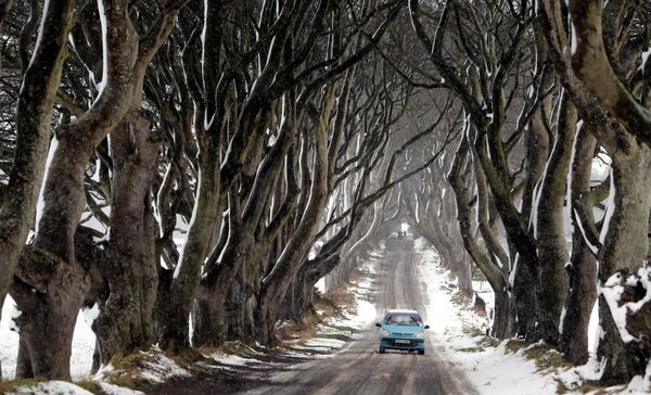 تونل درختی نشان داده شده در سریال Game Of Thrones واقعی است و در ایرلند شمالی موقعیت دارد. - اسپوتنیک افغانستان  