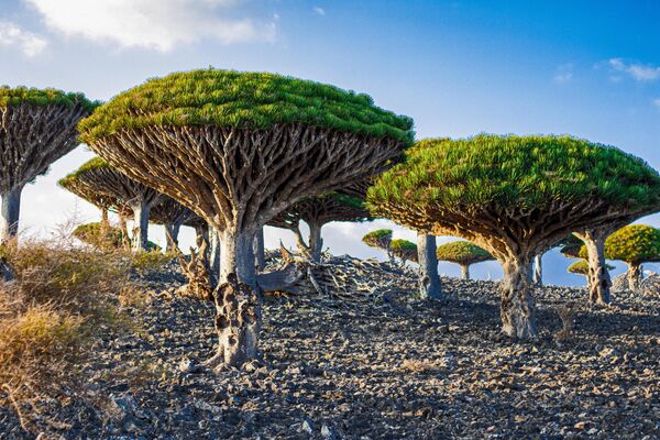 درخت خون اژد‌ها در جزیره سقطرا در یمن به نام درخت خون سیاوشان شناخته می‌شود. این درخت از زیبایی منحصربفردی برخوردار است و جزیره سقطرا را جذاب و تامل برانگیز کرده است.درخت خون اژد‌ها در ماه فبروری گل می‌دهد و تا شکفتن کامل گل آن پنج ماه به‌درازا می‌کشد. این درخت مخصوص نواحی زنگبار و بمبئی و دیگر نواحی گرم هندوستان و هندوچین است. - اسپوتنیک افغانستان  