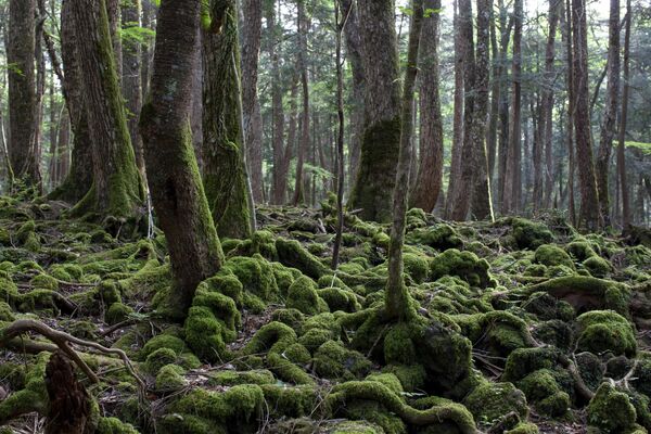 جنگل آئوکیگاهارا، که با عناوین جنگل خودکشی، دریای درختان و بهترین مکان برای مردن شناخته می‌شود، جنگلی در شمال غربی کوه فوجی در جاپان است. این جنگل با مساحت تقریبی معادل ۳۵ کیلومتر مربع (۱۴ مایل مربع)، کمتر از ۱۰۰ مایل در غرب توکیو واقع است. این جنگل دارای تاریخچه‌ای مرتبط با شیاطین در اساطیر جاپان است و به مکانی به شدت متداول برای خودکشی مبدل شده‌ است. - اسپوتنیک افغانستان  