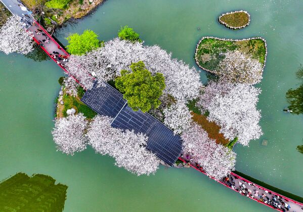 این عکس هوایی که در 20 مارچ 2023 گرفته شده است، شکوفه های گیلاس در پارکی در نینگبو، در استان ژجیانگ شرقی چین نشان می دهد.  - اسپوتنیک افغانستان  