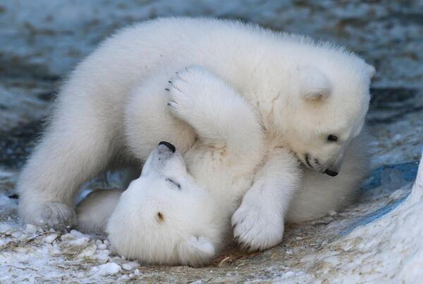 نوزاد خرس هایی که از خرس های قطبی &quot;کایا و گردا&quot; در باغ وحش نووسیبیرسک به نام روستیسلاو شیلو متولد شدند. - اسپوتنیک افغانستان  