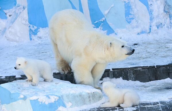 خرس قطبی گردا با چوچه های سفید در محوطه باغ وحش نووسیبیرسک به نام روستیسلاو شیلو. در 16 دسامبر 2022، خرس های قطبی گردا و کایا به دنیا آمدند. - اسپوتنیک افغانستان  