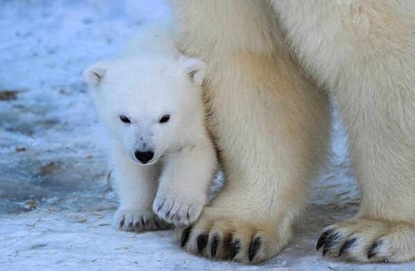 چوچه خرس قطبی در کنار مادرش - اسپوتنیک افغانستان  