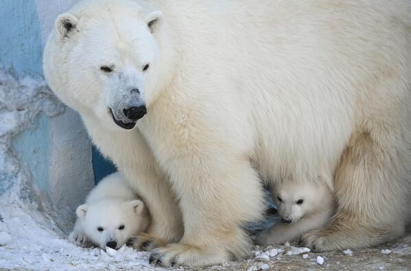 خرس قطبی در باغ وحش نووسیبیرسک در کنار نوزاد هایش هریک گراد و کایا - اسپوتنیک افغانستان  