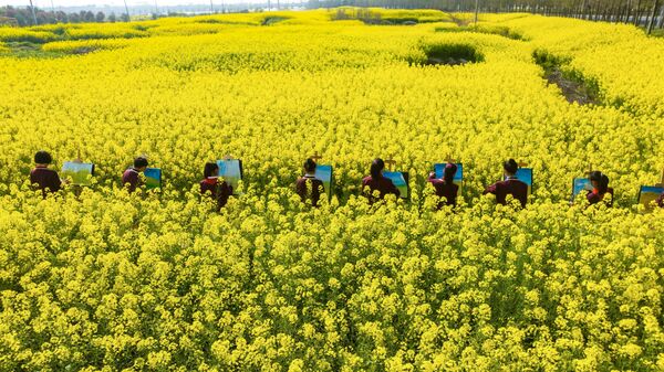 دانش آموزان در میان شکوفه های کلزا در هایان، شهر نانتونگ، در استان جیانگ سو شرقی چین، نقاشی می کشند.در 28 مارس 2023(عکس از خبرگزاری فرانسه) - اسپوتنیک افغانستان  