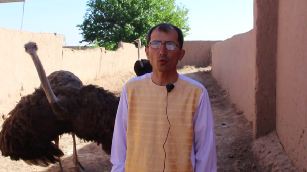  فارم های شتر مرغ در هرات - اسپوتنیک افغانستان  