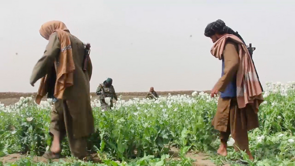 تخریب مزارع کوکنار در قندهار - اسپوتنیک افغانستان  