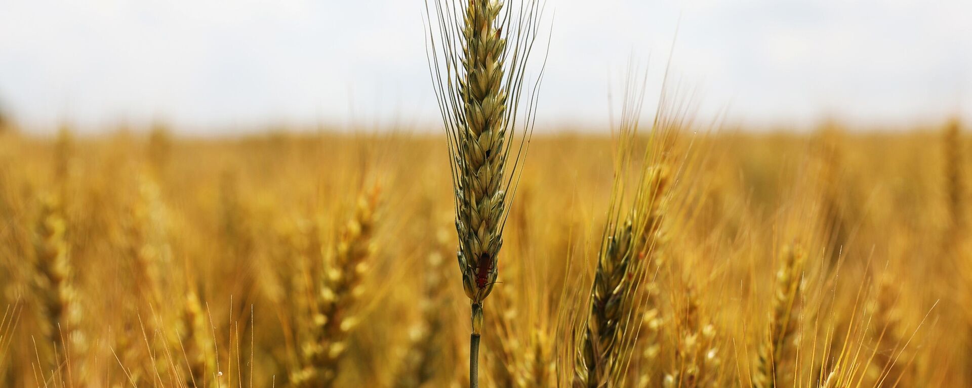 Посевы пшеницы  - اسپوتنیک افغانستان  , 1920, 23.04.2023