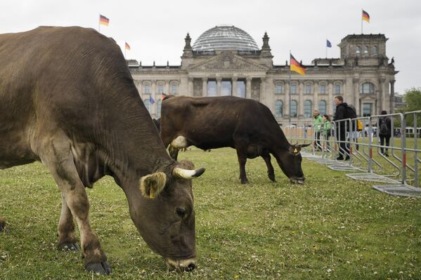 گاوها در علفزار مقابل ساختمان پارلمان آلمان در جریان اعتراض سازمان محیط زیست صلح سبز   در برلین  - اسپوتنیک افغانستان  