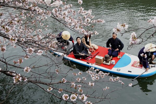 زن و شوهری سوار بر قایق در حالی که از مراسم چای در رودخانه‌ای در یوکوهاما، نزدیک توکیو لذت می‌برند، شکوفه‌های شاد را تحسین می‌کنند. یکشنبه، 31 مارچ 2019، مردم سراسر کشور برای لذت بردن از شکوفه‌های گیلاس این آخر هفته بیرون می‌روند، زیرا گل نمادین کشور شکوفه‌ده است. . (عکس آسوشیتدپرس/ شوجی کاجیما) - اسپوتنیک افغانستان  