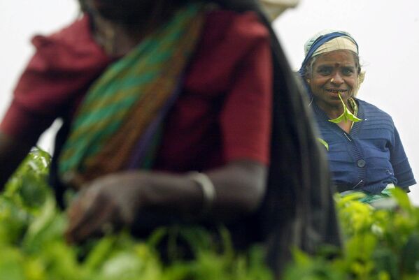 زنان تامیلی در مزرعه ای در دامباتنه، سریلانکا، 21 نوامبر 2003 چای می چینند. مانند اجدادشان که برای بارون چای بریتانیایی سر توماس لیپتون کار می کردند، 200 کارگر در این کارخانه مزارع چای دامباتنه زندگی خود را در مزارع سرسبزی که بر فراز این جزیره گرمسیری در منتهی الیه جنوب هند پراکنده است، گذرانده اند. و مانند کارگران چای قرن‌ها قبل از خود، کارگران دامباتنه از بین صدها هزار تامیل قومی از تبار هندی‌هایی بودند که در دوران استعمار بریتانیا به عنوان برده آورده شدند. آنها ناتوان از داشتن دارایی، محرومیت از مشاغل دولتی و زندگی بدون اسناد اولیه دنیای مدرن، در حاشیه جامعه به حیات خود ادامه دادند. اما، در حالی که سریلانکاها پس از دو دهه جنگ قومی برای برقراری صلح تلاش می‌کنند، تامیل‌های بدون تابعیت بالاخره طبق قانونی که در ماه اکتوبر توسط پارلمان تصویب شد، تابعیت خود را به دست می‌آورند. (عکس از الیزابت دالزیل) - اسپوتنیک افغانستان  