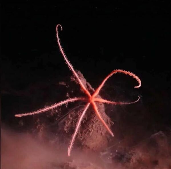یک ستاره دریایی. - اسپوتنیک افغانستان  