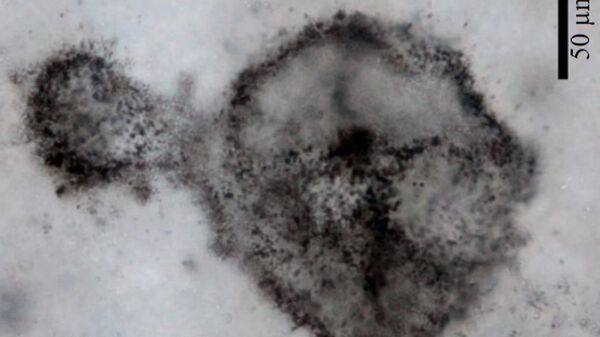 Окаменелости древних микробов, предположительно цианобактерий - اسپوتنیک افغانستان  