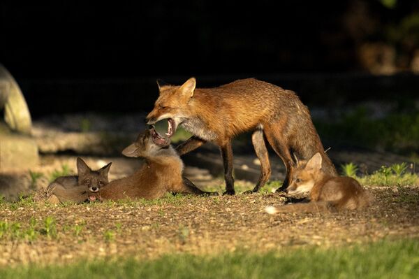 زمینی از روباه ها با یکدیگر در حیاط بازی می کنند، جمعه، 26 می 2023، در لوترویل. - اسپوتنیک افغانستان  