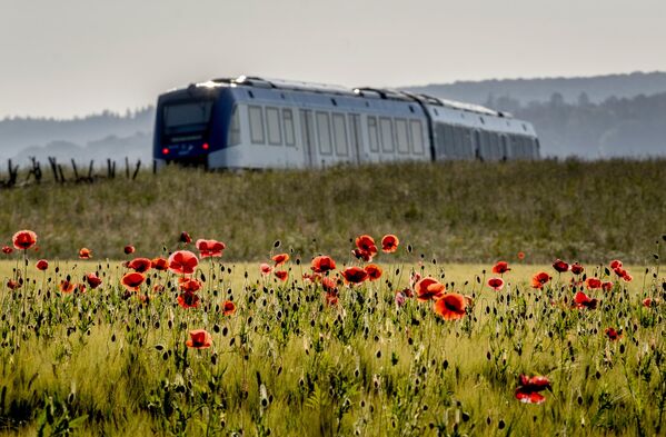 چهارشنبه 31 می 2023، قطار هیدروژنی از مزرعه ای با گل های خشخاش در منطقه تاونوس در نزدیکی فرانکفورت، آلمان عبور می کند - اسپوتنیک افغانستان  