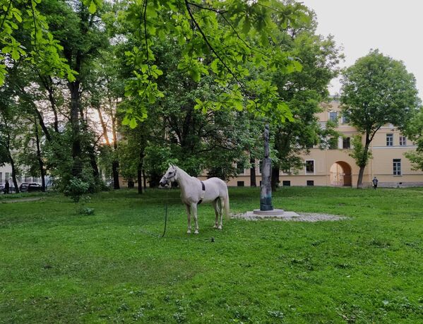 اسب در سن پترزبورگ در شب های سفید. - اسپوتنیک افغانستان  