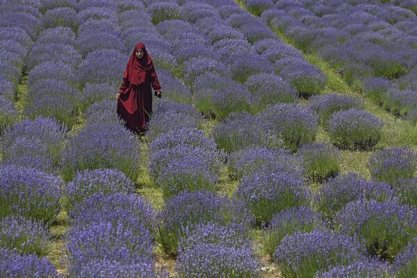 زنی از میان مزرعه اسطوخودوس در روستای سیرهاما در جنوب سرینگر قدم می زند.در 19 جون 2023 - اسپوتنیک افغانستان  