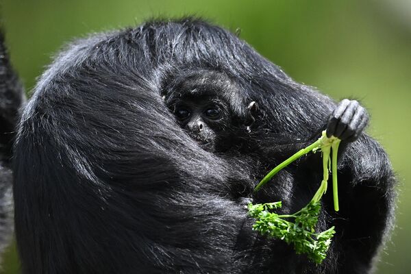 یک میمون عنکبوتی سه ماهه (Ateles Hybrids) همراه با مادرش در حفاظتگاه طبیعی Bioparque Wakata، در شهرداری Briceno در نزدیکی بوگوتا دیده می شود.21 جون 2023 - اسپوتنیک افغانستان  