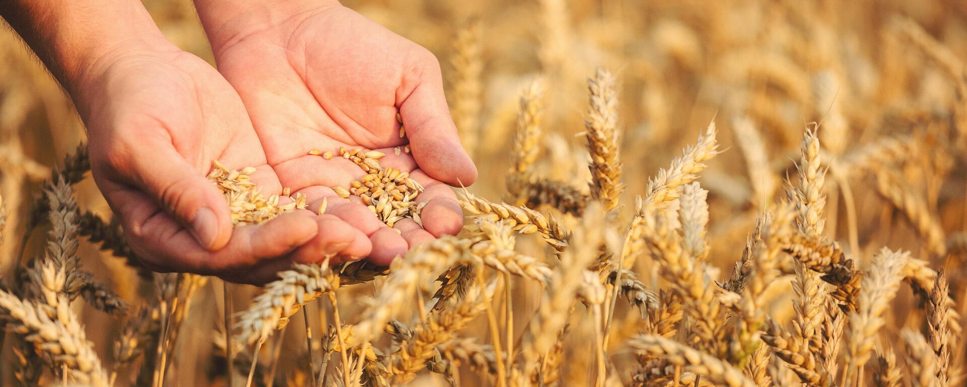 Зерна пшеницы в руках - اسپوتنیک افغانستان  , 1920, 02.12.2023