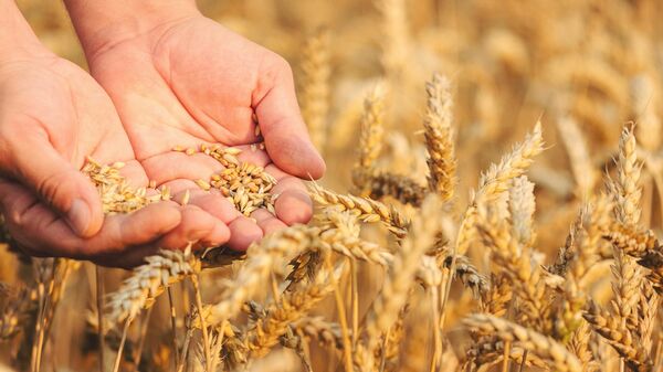 Зерна пшеницы в руках - اسپوتنیک افغانستان  