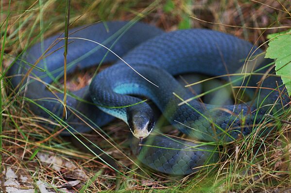 یک مار قمچه ای آبی (Coluber constrictor foxii) - اسپوتنیک افغانستان  