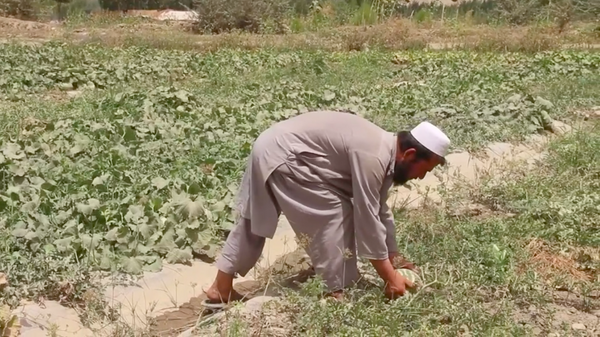 دهقان بدخشانی در زمین کشت تربوز و خربوزه - اسپوتنیک افغانستان  