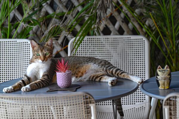 در روز جهانی گربه، در بمبئی، گربه ای در کافه کیت کت روی میزی استراحت می کند.8 آگوست 2023 - اسپوتنیک افغانستان  