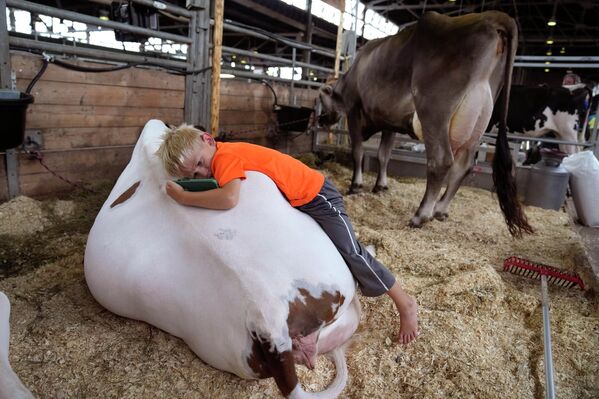 جک ساویر پنج ساله اهل دیلون، آیووا، روی پشت یک گاو در انبار گاو در نمایشگاه ایالتی آیووا دراز کشیده است.9 آگوست 2023 - اسپوتنیک افغانستان  