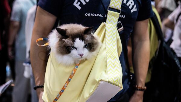 Люди посещают выставку кошек в Hong Kong Convention and Exhibition Centre, Китай  - اسپوتنیک افغانستان  
