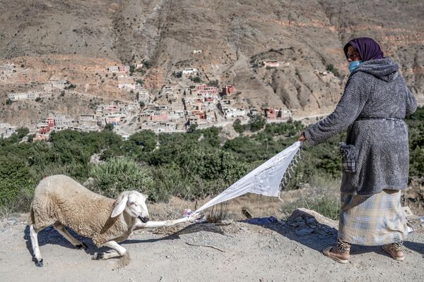 در 13 سپتامبر 2023، یک نجات‌یافته از زلزله، گوسفندی را که داوطلبان کمک‌های امدادی در روستایی در نزدیکی آمیزمیز در مرکز مراکش به او داده بودند، می‌کشد. تیم‌های نجات در 13 سپتامبر تلاش گسترده‌ای را در روستاهای کوهستانی ویران‌شده مراکش انجام دادند تا فرصت‌هایی برای یافتن آن کمرنگ شود. بازماندگان زلزله مرگبار 6.8 ریشتری هفته قبل که بیش از 2900 نفر را کشت و بسیاری را بی خانمان کرد. - اسپوتنیک افغانستان  
