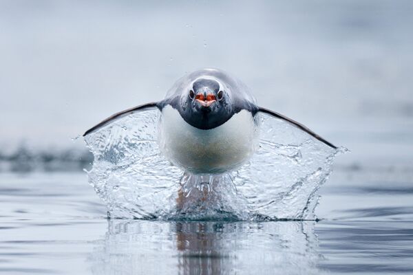 مقام دوم: کریگ پری قطب جنوبپنگوئن جنتو، سریع‌ترین گونه پنگوئن در جهان، در آب می‌چرخد. - اسپوتنیک افغانستان  