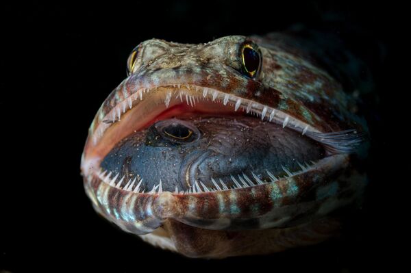 عکس جک پوکوج، برنده بخش حیات وحش مسابقه عکاس سال اقیانوس 2023.پوکوج می‌گوید: دهان باز یک مارمولک یک شگفتی را نشان می دهد، &quot;به نظر می‌رسید که چلپاسه ماهی سعی می‌کرد قبل از اینکه صیدش در گلویش گیر کند، دم ماهی را ببلعد&quot;. - اسپوتنیک افغانستان  