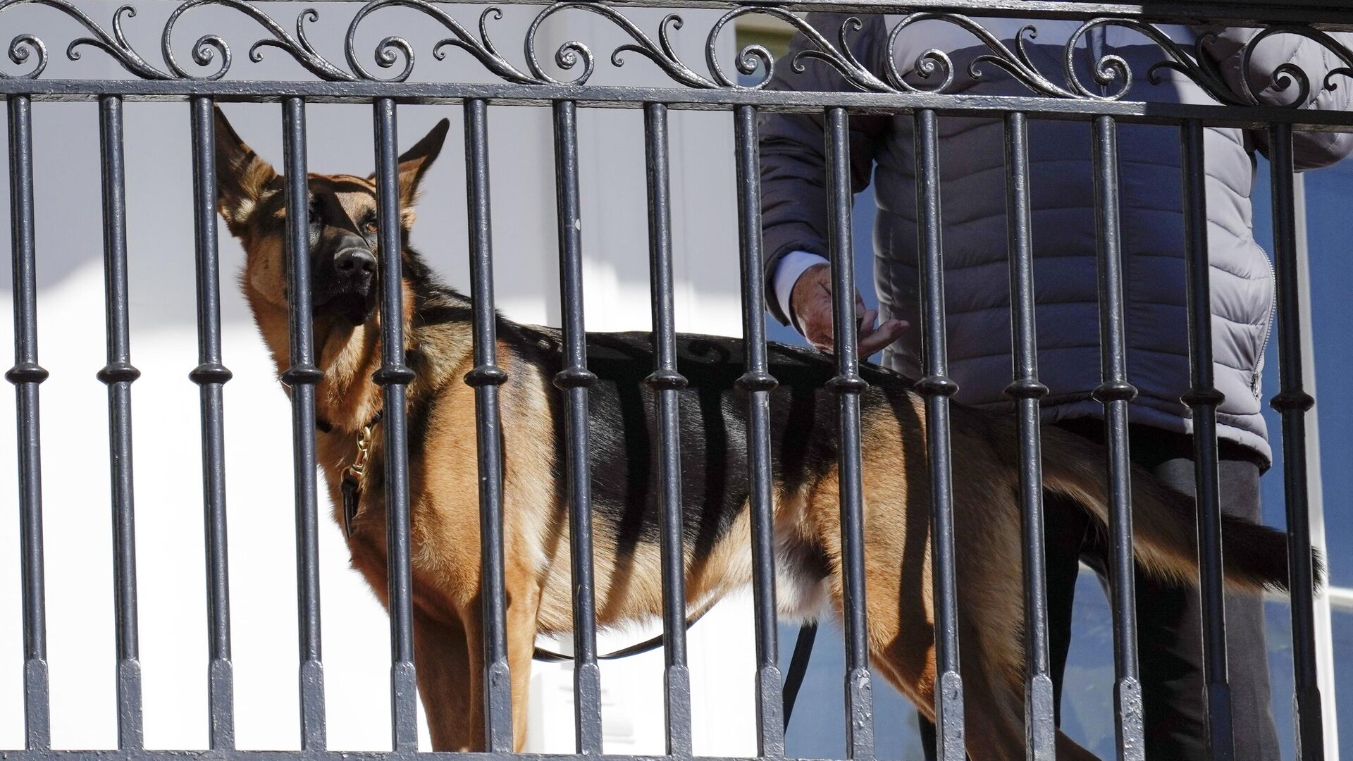 President Joe Biden's dog Commander looks out from the balcony during a pardoning ceremony for the national Thanksgiving turkeys at the White House in Washington, Nov. 21, 2022.  - اسپوتنیک افغانستان  , 1920, 27.09.2023