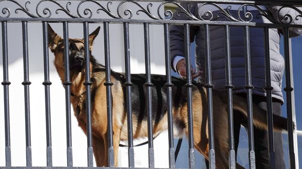 President Joe Biden's dog Commander looks out from the balcony during a pardoning ceremony for the national Thanksgiving turkeys at the White House in Washington, Nov. 21, 2022.  - اسپوتنیک افغانستان  