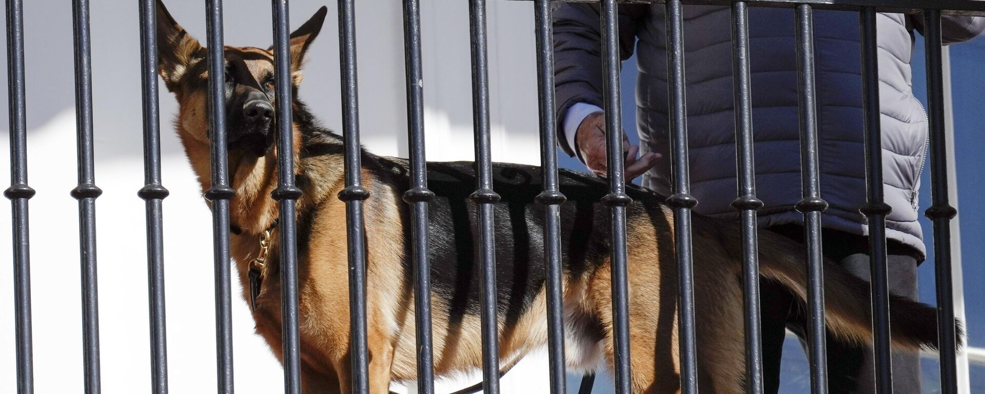 President Joe Biden's dog Commander looks out from the balcony during a pardoning ceremony for the national Thanksgiving turkeys at the White House in Washington, Nov. 21, 2022.  - اسپوتنیک افغانستان  , 1920, 27.09.2023