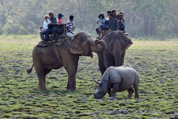 گردشگران در حین  فیل سواری در پارک ملی کازیرانگا در شمال شرقی ایالت آسام هند در 22 مارچ 2021 از یک کرگدن تک شاخ عکس می گیرند. - اسپوتنیک افغانستان  
