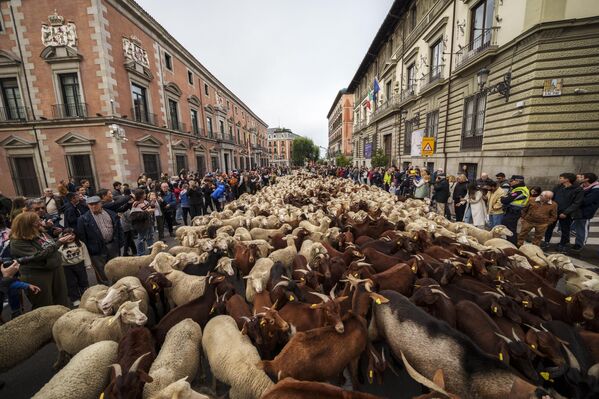 گله از گوسفندان در مرکز شهر مادرید، اسپانیا. - اسپوتنیک افغانستان  