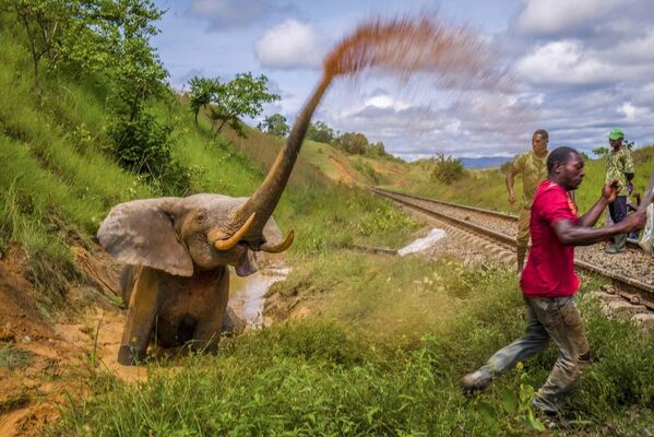 تصویری از سریال پناهگاه شکننده برای فیل‌های جنگلی توسط عکاس هلندی جاسپر دوست که برنده جایزه فریتز پولکینگ در مسابقه عکاس سال 2023 حیات وحش اروپا شد.توضیح عکاس: فیل نر پس از شلیک گلوله، ناامیدی خود را نشان می دهد زیرا با عصبانیت به جمعیت حاضران آب گل آلود می پاشد، پس از اینکه یکی از آنها سعی کرد خرطوم فیل ها را ببرد. در طول شب، فیل توسط قطاری که منگنز را بین مواندا (در  Haut-Ogooué گابن) و پایتخت گابن لیبرویل حمل می کرد، برخورد کرد. این برخورد پای راست فیل ها را هدف قرار داد و گروهی از محافظان محیط زیست برای ارزیابی کامل حادثه به محل حادثه فراخوانده شدند. از آنجایی که جان فیل را نمی توان نجات داد، مدیر پارک تصمیم گرفت که این فیل باید تیراندازی شود و گوشت در جامعه لوپه توزیع شود. متأسفانه این گلوله باعث مرگ فیل نشد و از آنجایی که فقط یک گلوله در دسترس بود، فیل همچنان برای زندگی خود می جنگد. - اسپوتنیک افغانستان  
