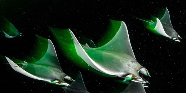 اسکادران شب توسط عکاس بریتانیایی کاترین هولمز، برنده رده دنیای زیر آب مسابقه بهترین عکاس حیات وحش اروپا در سال 2023.این تصویر در خلیج آرام و کم عمق Isla Espirito Santo (مکزیک) گرفته شده است. این عکس یک اسکادران از اشعه‌های شیطان جوان مانک (Mobula munkiana) را نشان می‌دهد که از پلانکتون تغذیه می‌کنند و در تاریکی شب به سمت چراغ سبز آویزان از عقب قایق ما جذب می‌شوند. من از سرعت شاتر آهسته استفاده کردم تا حرکات زیبا و هماهنگ پرتوها را در حالی که به نظر می رسید در تاریکی پرواز می کنند، ثبت کنم. - اسپوتنیک افغانستان  