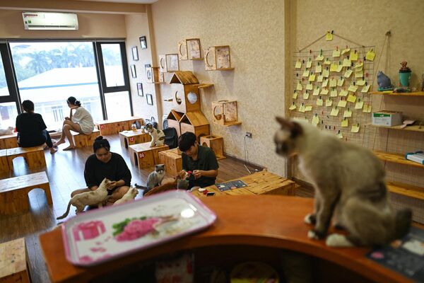 در 7 اگوست 2020، پیش از روز جهانی پشک، بازدیدکنندگان در خانه نگائو، یک کافه و مکان نجات پشک در هانوی با ‌پشک های نجات‌یافته بازی می‌کنند. روز جهانی گربه که در سال 2002 ایجاد شد، هر سال در 8 آگوست جشن گرفته می شود. (عکس از Manan VATSYAYANA / AFP) - اسپوتنیک افغانستان  