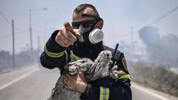 Пожарный со спасанными кроликами и кошкой во время природного пожара на греческом острове Родос, 24 июля 2023 года - اسپوتنیک افغانستان  
