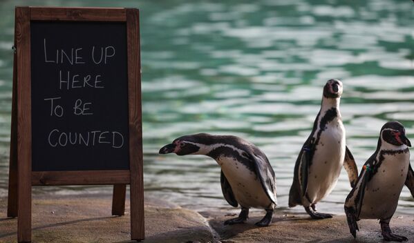 پنگوئن‌های هومبولت در 3 جنوری 2024 در باغ‌وحش ZSL لندن در مرکز لندن در کنار تابلویی ایستاده‌اند که روی آن نوشته شده است: &quot;اینجا صف بکشید تا شمارش شود&quot;. - اسپوتنیک افغانستان  