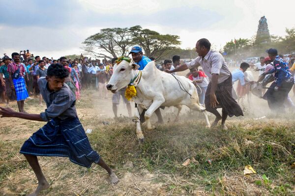 تاپ شات - فداییان هندو میانماری در طول جشنواره سالانه &quot;Jallikattu&quot; رام کردن گاو نر در شهر کیاکتان در حومه یانگون در 17 جنوری 2024 سعی در کنترل یک گاو نر دارند. - اسپوتنیک افغانستان  