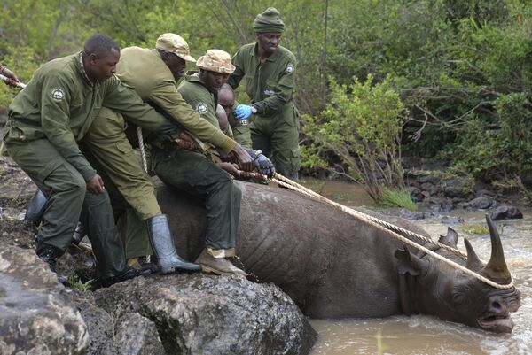 محیط بانان سرویس حیات وحش کنیا و تیم دستگیر کننده یک کرگدن سیاه آرام را از آب در پارک ملی نایروبی، کنیا سه شنبه، 16 جنوری 2024 بیرون کشیدند. کنیا بزرگترین پروژه جابجایی کرگدن خود را آغاز کرده است و سه شنبه کار دشوار ردیابی، پرتاب کردن را آغاز کرده است. و 21 جانور در خطر انقراض را که هر کدام می توانند بیش از یک تن وزن داشته باشند، صدها مایل با کامیون به خانه جدید منتقل می کنند. تلاش قبلی برای جابجایی کرگدن ها در این کشور آفریقای شرقی در سال 2018 یک فاجعه بود زیرا تمام 11 حیوان مردند. - اسپوتنیک افغانستان  