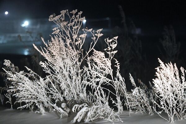 گیاهان پوشیده از یخبندان در دمای هوای -33 درجه سانتیگراد در کراسنویارسک. - اسپوتنیک افغانستان  