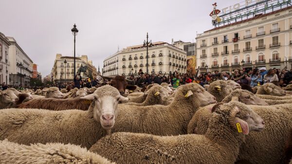 Сотни овец ведут во время ежегодного парада в Мадриде, Испания - اسپوتنیک افغانستان  