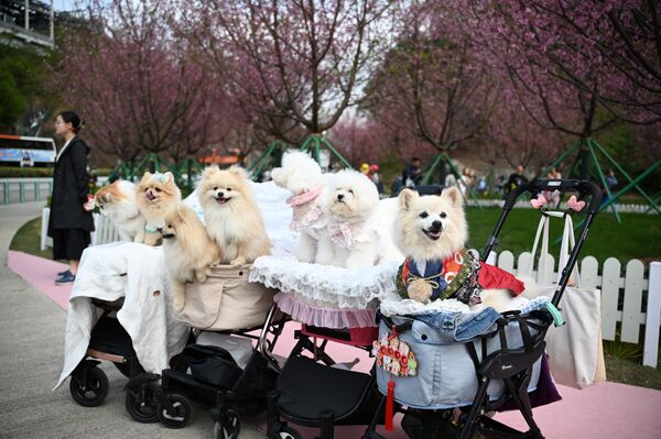 سگ ها در پارک شکوفه های گیلاس در آستانه سال نو قمری در هنگ کنگ. - اسپوتنیک افغانستان  